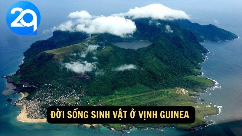 Du Lịch Vịnh Guinea cùng 2q: Trải Nghiệm Biển Và Văn Hóa Đặc Sắc 7 Đời sống sinh vật ở Vịnh Guinea